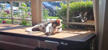 Stash -  Domestic Short Hair Cat for Adoption in Fountain Valley, California - Stash | PetCurious
