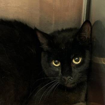 Domestic Medium Hair Cats Available for Adoption in Saint Joseph, Missouri - Paprika | PetCurious