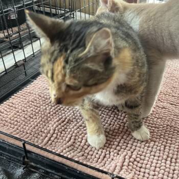 Manx Cats Available for Adoption - Hugs | PetCurious