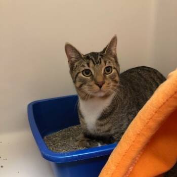 Rescue Domestic Short Hair Cats for Adoption - Fred | PetCurious