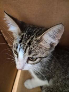 Naruto -  Domestic Short Hair Cat for Adoption in Farmers Branch, Texas - Naruto | PetCurious