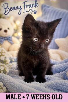 Benny Frank -  American Shorthair Cat for Adoption in Fort Payne, Alabama - Benny Frank | PetCurious