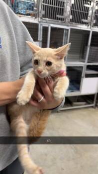 Larry -  Domestic Short Hair Cat for Adoption in Greensburg, Indiana - Larry | PetCurious