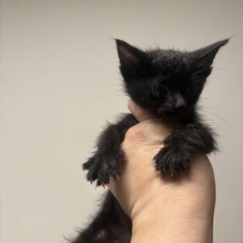 Ernie -  Domestic Short Hair Cat Available for Adoption in Elfin Forest, California - Ernie | PetCurious