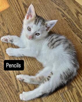 Pencils -  Domestic Short Hair Cat Available for Adoption in Richmond, Virginia - Pencils | PetCurious