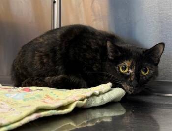 INGA -  Domestic Short Hair Cat for Adoption in Minneapolis, Minnesota - INGA | PetCurious