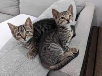 Ketchup bonded with Mustard in Foster Care -  Domestic Short Hair Cat for Adoption in Ellicott City, Maryland - Ketchup Bonded With Mustard In Foster Care | PetCurious
