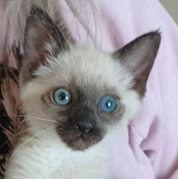 Siamese and Domestic Medium Hair Cats Available for Adoption in San Jose, California - McCarthy | PetCurious