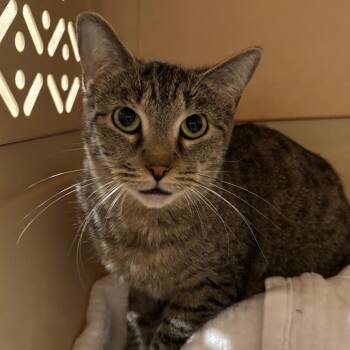 Cricket 2 -  Domestic Short Hair Cat for Adoption in Cumming, Georgia - Cricket 2 | PetCurious