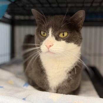 Domestic Medium Hair Cats Available for Adoption in Columbia, Illinois - Alora(Belle) | PetCurious
