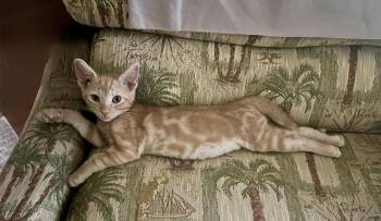 Lyric -  Domestic Short Hair Cat for Adoption in West Palm Beach, Florida - Lyric | PetCurious