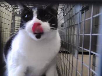 Domestic Short Hair Cats Available for Adoption in Tulsa, Oklahoma - MOUTH | PetCurious