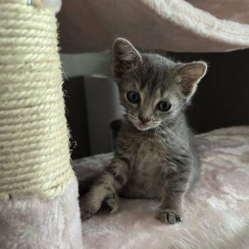 Quarter -  Domestic Short Hair Cat for Adoption in Durango, Colorado - Quarter | PetCurious