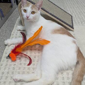 Domestic Short Hair Cats Available for Adoption in Downers Grove, Illinois - Pixie | PetCurious