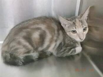 WILLOW -  Domestic Short Hair Cat for Adoption in Oroville, California - WILLOW | PetCurious