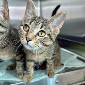 Irreplaceable -  Domestic Short Hair Cat for Adoption in Matteson, Illinois - Irreplaceable | PetCurious