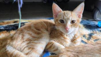 Xyla -  Domestic Short Hair Cat for Adoption in Eureka, California - Xyla | PetCurious