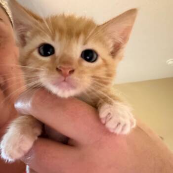 Jonathan -  American Shorthair Cat for Adoption in Mount Vernon, Arkansas - Jonathan | PetCurious