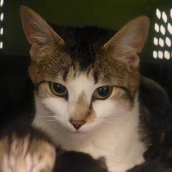 Curly Fry -  Domestic Short Hair Cat for Adoption in Wheeling, Illinois - Curly Fry | PetCurious