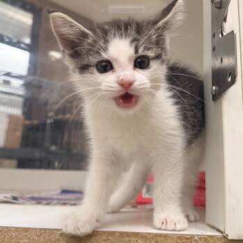 Meringue -  Domestic Short Hair Cat for Adoption in Cheyenne, Wyoming - Meringue | PetCurious