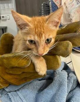 STINGRAY -  Domestic Short Hair Cat for Adoption in Baytown, Texas - STINGRAY | PetCurious