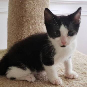 Intrepid -  Domestic Short Hair Cat for Adoption in Greensboro, North Carolina - Intrepid | PetCurious