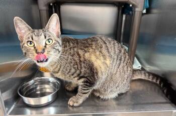 Domestic Short Hair Cats Available for Adoption - Toby | PetCurious