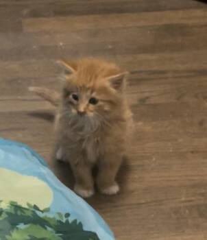 Cantaloupe -  Domestic Long Hair Cat Available for Adoption in Fremont, Nebraska - Cantaloupe | PetCurious