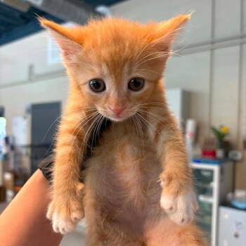 Giselle -  Domestic Short Hair Cat for Adoption in Huntington, West Virginia - Giselle | PetCurious