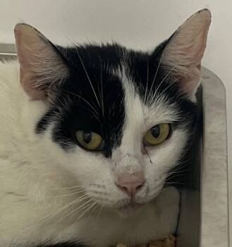 26-223 Cosmo -  Domestic Short Hair Cat for Adoption in Tarboro, North Carolina - 26-223 Cosmo | PetCurious