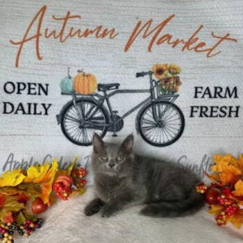 Rescue Domestic Long Hair Cats for Adoption in Akron, Ohio - Cocktail Crew - (DARK AND)STORMY | PetCurious