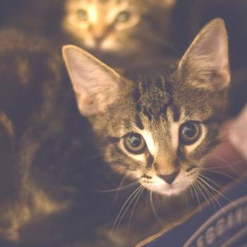 Antinous -  Domestic Short Hair Cat for Adoption in Belleville, Illinois - Antinous | PetCurious