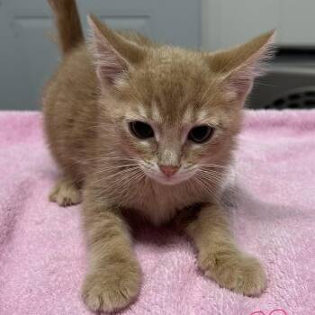 Melman -  American Shorthair Cat for Adoption in Bethel, Connecticut - Melman | PetCurious