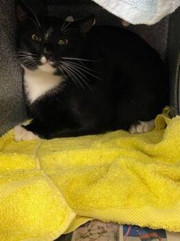 Swiss -  Domestic Short Hair Cat for Adoption in Daytona Beach, Florida - Swiss | PetCurious