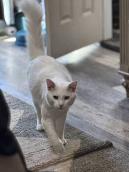 Domestic Medium Hair and Turkish Angora Cats Available for Adoption - Shasta | PetCurious