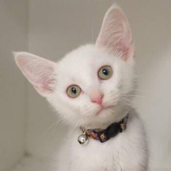Smiley Miley -  Domestic Medium Hair and Domestic Short Hair Cat for Adoption in Verona, Wisconsin - Smiley Miley | PetCurious