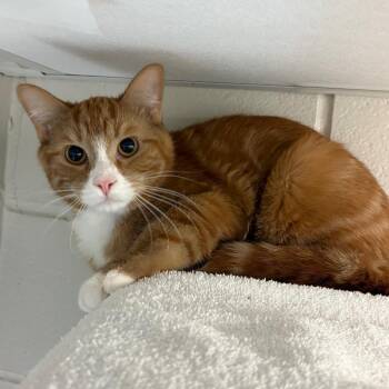 Domestic Short Hair Cats Available for Adoption - Pluto | PetCurious