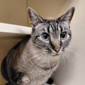 Lincoln -  Siamese Cat for Adoption in Germantown, Tennessee - Lincoln | PetCurious