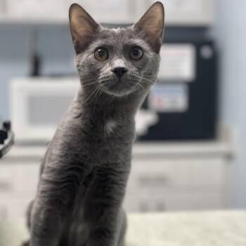 Lady Fluffinot -  Domestic Short Hair Cat for Adoption in Riverside, California - Lady Fluffinot | PetCurious