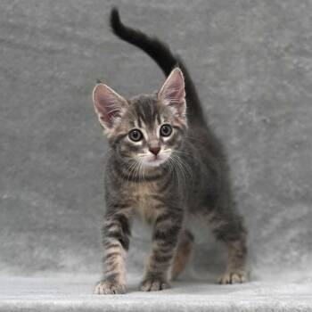 Domestic Short Hair Cats Available for Adoption in Sunnyvale, California - Cannellini | PetCurious