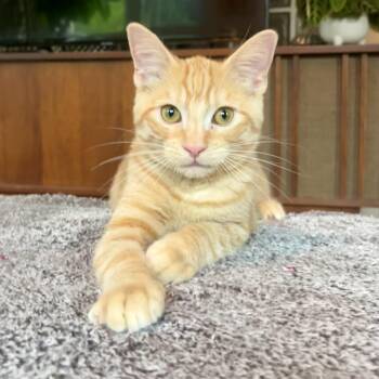 Marigold -  Domestic Short Hair Cat for Adoption in Oakville, Ontario - Marigold | PetCurious