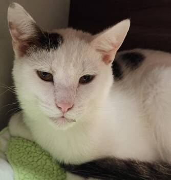 Domestic Short Hair Cats Available for Adoption - Yeti | PetCurious