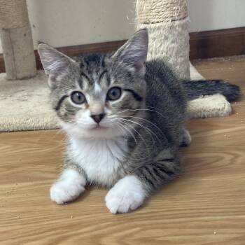 Rescue Domestic Short Hair Cats for Adoption in Nashville, Indiana - Chucky | PetCurious
