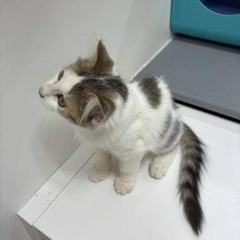 Zoe -  Domestic Short Hair Cat for Adoption in Shelbyville, Indiana - Zoe | PetCurious