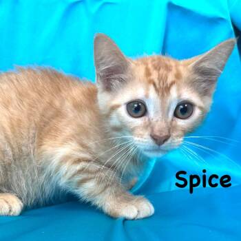 Spice -s -  Domestic Medium Hair Cat for Adoption in Sequatchie, Tennessee - Spice -s | PetCurious