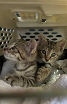Baby Boy -  Domestic Short Hair Cat for Adoption in Austin, Texas - Baby Boy | PetCurious