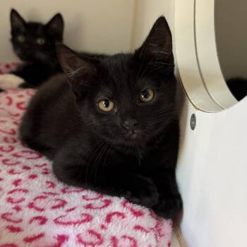 Maria -  Domestic Short Hair Cat for Adoption in Oakland, California - Maria | PetCurious