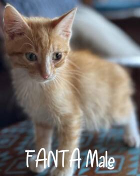 Fanta -  Domestic Short Hair Cat for Adoption - Fanta | PetCurious