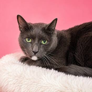 Knightly -  Domestic Short Hair Cat Available for Adoption in Binghamton, New York - Knightly | PetCurious