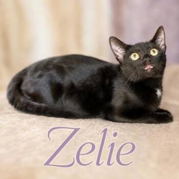 Zelie -  Domestic Short Hair Cat for Adoption in West Memphis, Arkansas - Zelie | PetCurious